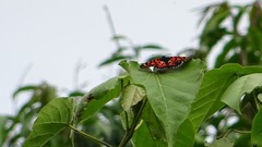 Acraea oscari