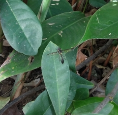 Salpingogaster