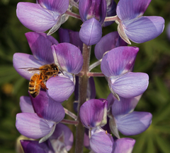 Lupinus albifrons collinus