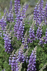 Lupinus albifrons collinus