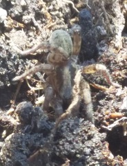 Arctosa personata