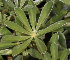 Lupinus albifrons collinus