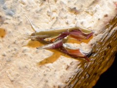 Agathodes monstralis