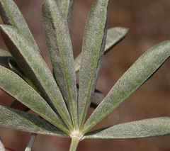 Lupinus albifrons collinus