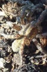Arctosa personata