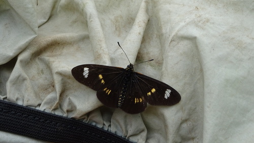 Barred Amber