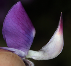 Lupinus albifrons collinus