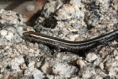 Cryptoblepharus virgatus