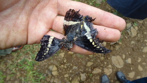 Charaxes junius