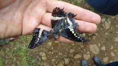 Charaxes junius