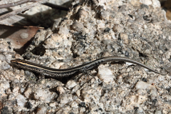 Cryptoblepharus virgatus