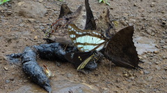 Polyura zoolina