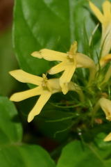 Streblacanthus parviflorus