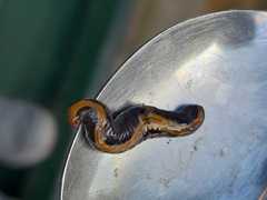 Caenoplana variegata