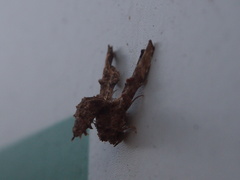 Eutelia favillatrixoides