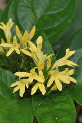Streblacanthus parviflorus