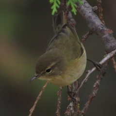 Phylloscopus collybita