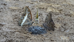 Charaxes junius