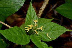 Streblacanthus parviflorus