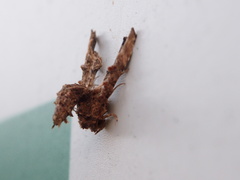 Eutelia favillatrixoides