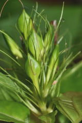 Streblacanthus parviflorus