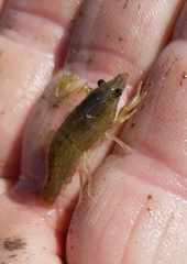 Procambarus hinei