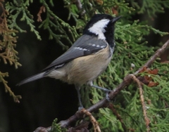 Periparus ater