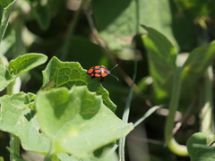 Stiretrus decastigmus