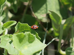 Stiretrus decastigmus