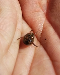 Tropisternus lateralis