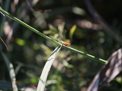 Amblytropidia australis