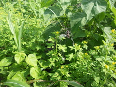 Araneae