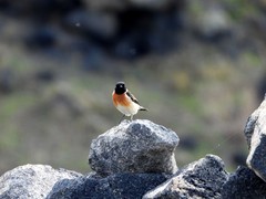 Saxicola maurus