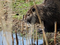 Myocastor coypus