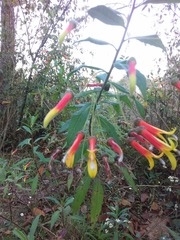 Lobelia laxiflora