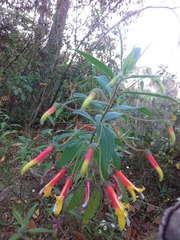 Lobelia laxiflora