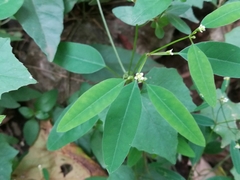 Euphorbia montereyana