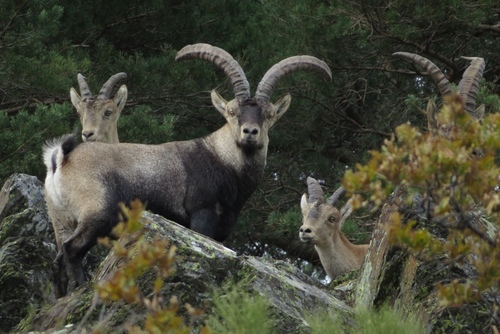Iberian Ibex