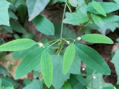 Euphorbia montereyana