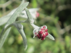 Helichrysum sanguineum