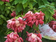 Papilio demoleus malayanus