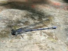 Argia tonto