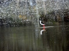 Himantopus himantopus