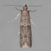 Dusky Raisin Moth - Photo (c) Victor Engel, some rights reserved (CC BY), uploaded by Victor Engel