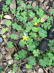 Oxalis corniculata