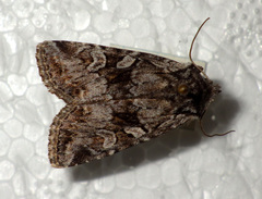 Lasionycta proxima