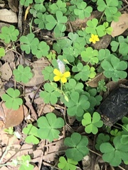 Oxalis corniculata