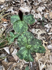 Trillium cuneatum