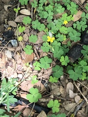 Oxalis corniculata
