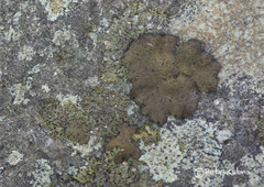 Umbilicaria hyperborea hyperborea